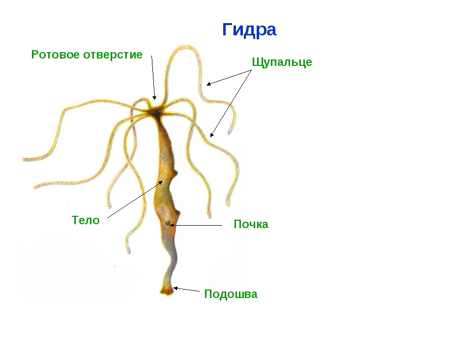 Кракен закладки